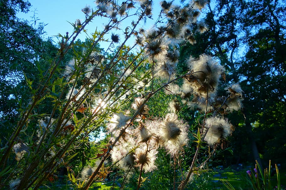 Thistle, Down, Plant, Flower, thistle down, seed, summer, nature HD wallpaper