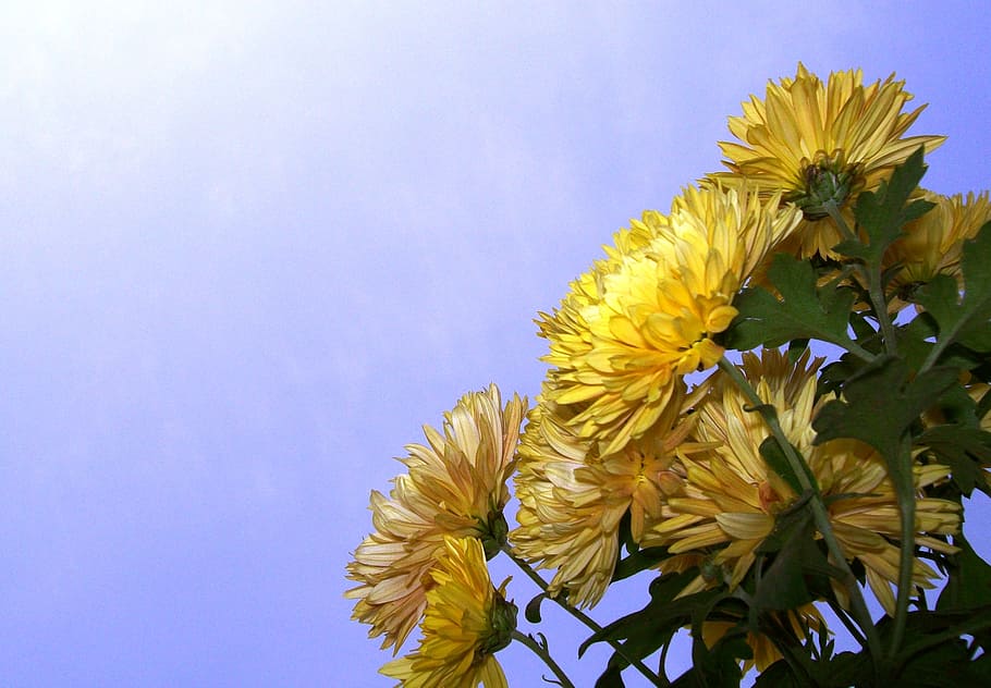 yellow, flowers, flora, blossom, floral, bunch, flowering plant HD wallpaper