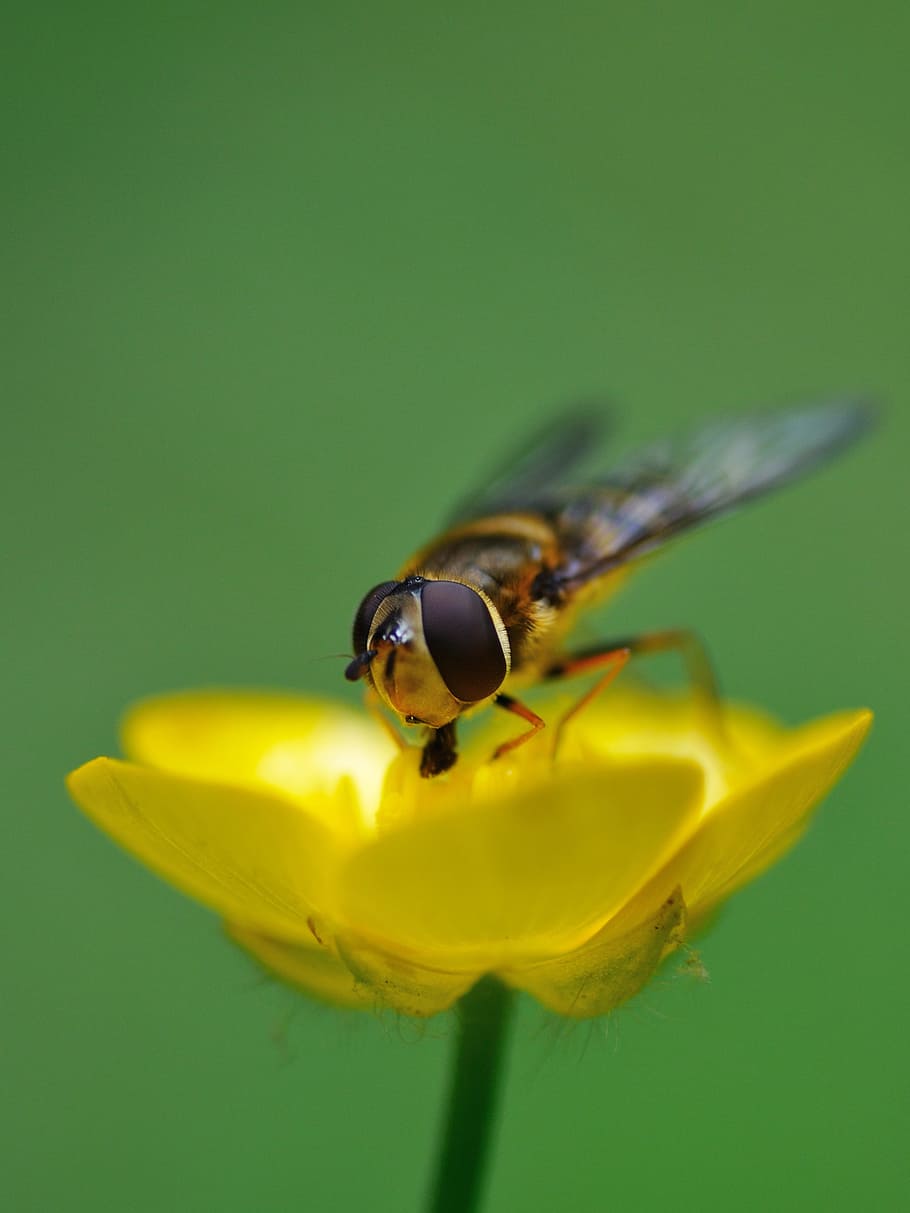 Hoverfly, Insect, Forage, Buttercup, macro, one animal, flower HD wallpaper