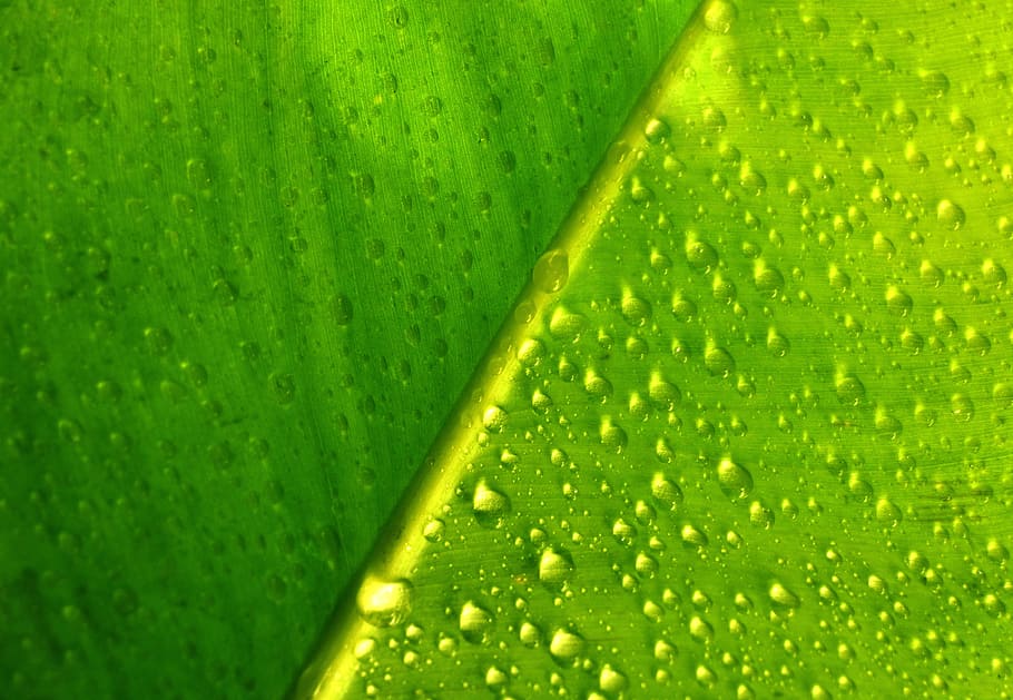 Leaf, Leaves, Plant, Drops, green, garden, nature, rain, green color HD wallpaper