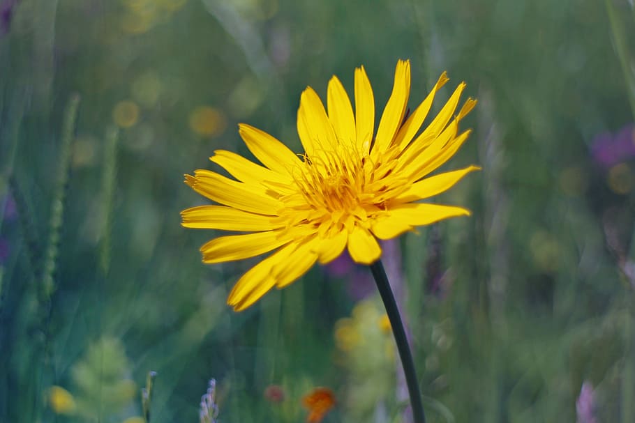 a goatee, meadows dubius, blossom, bloom, flower, yellow, composites HD wallpaper