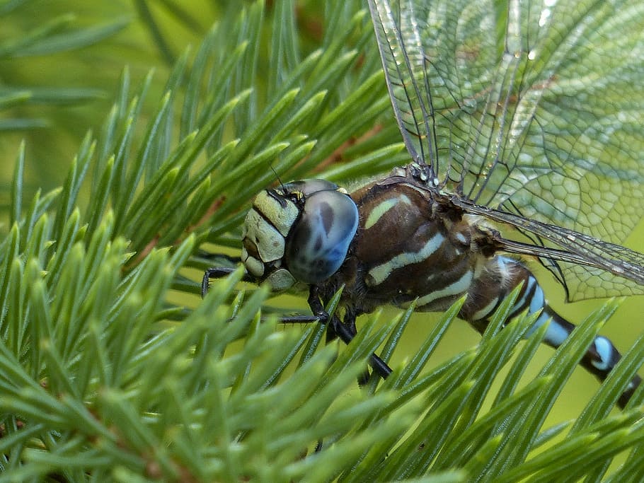 dragonfly, blue, black, brown, macro, head, insect, nature HD wallpaper