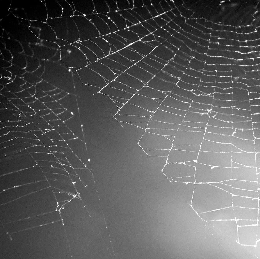 web, grey, construction, spider Web, nature, dew, drop, close-up HD wallpaper