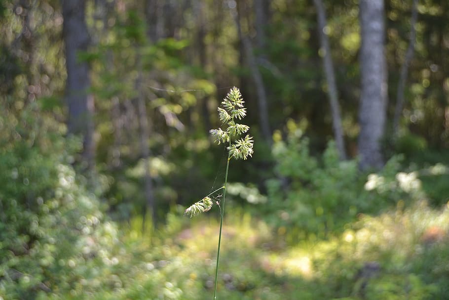 Forest, Grass, Nature, Summer, Sweden, tree, outdoors, woodland HD wallpaper