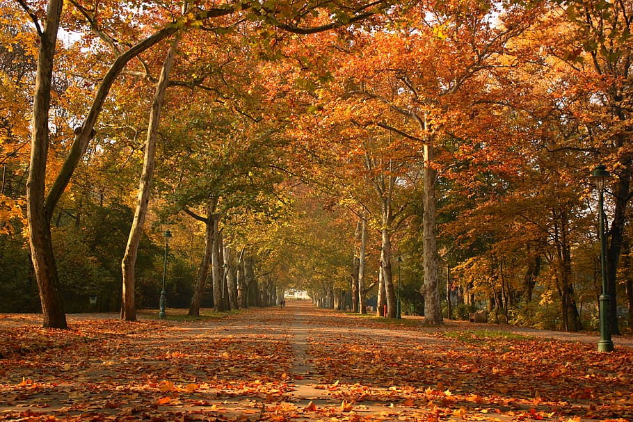 Liget in November, walking surrounded by trees during daytime HD wallpaper