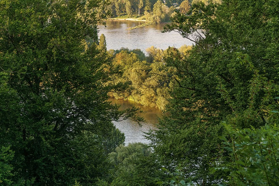 rhine, trees, abendstimmung, sunset, landscape, forest, nature HD wallpaper