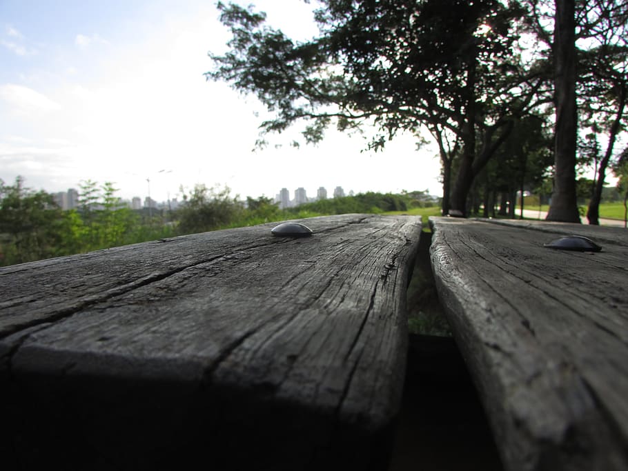 order, afternoon, naturesa, tree, plant, sky, wood - material HD wallpaper
