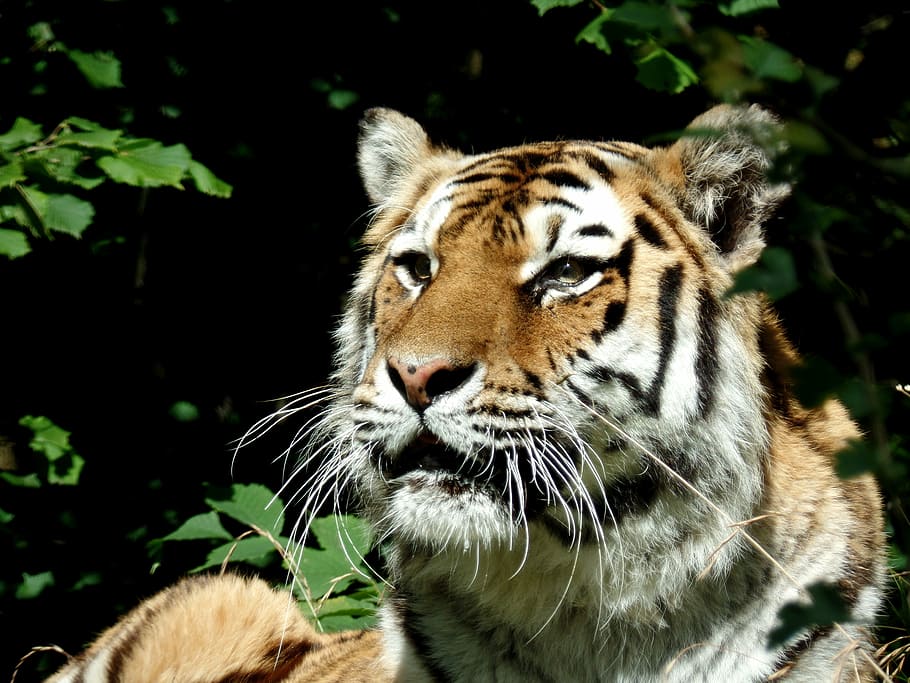 close-up photography of tiger, cat, predator, park, knuth borg HD wallpaper