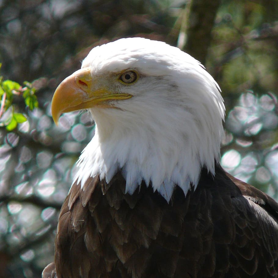 HD wallpaper: bald eagle, bird, adult, perched, nature, wildlife ...