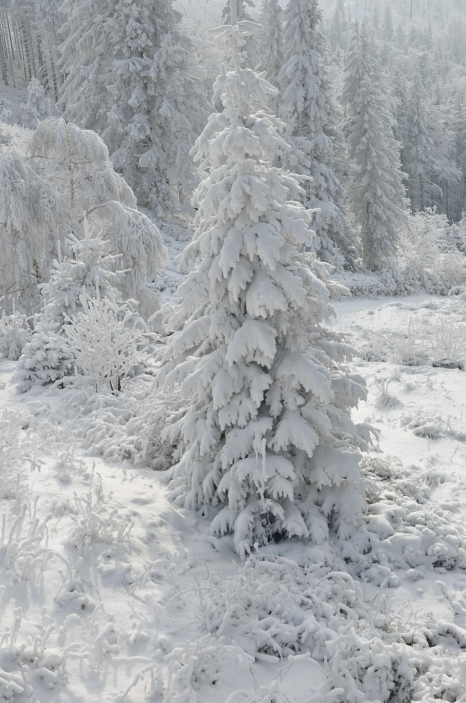 Winter, Snow, White, White, Forest, Tree, View, peace of mind HD wallpaper