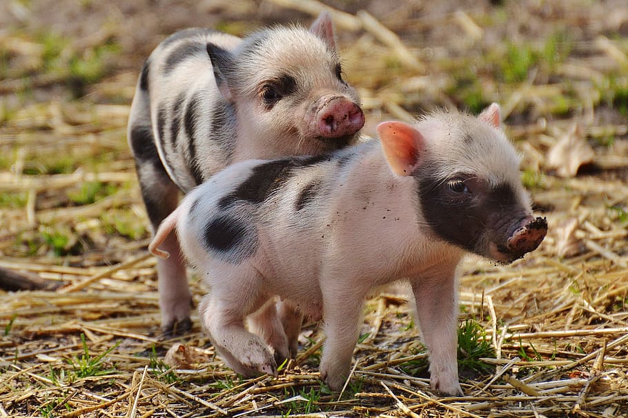 two white-and-black piglets, wildpark poing, young animals, small
