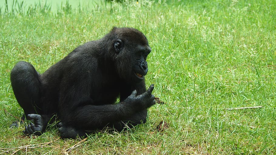 gorilla, face, zoo, monkey, ape, animal, animal themes, mammal HD wallpaper