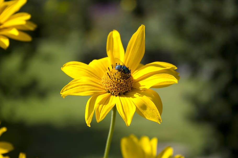 flower, fly, nature, insect, bee, greenfly, daisy, yellow, flowering plant HD wallpaper