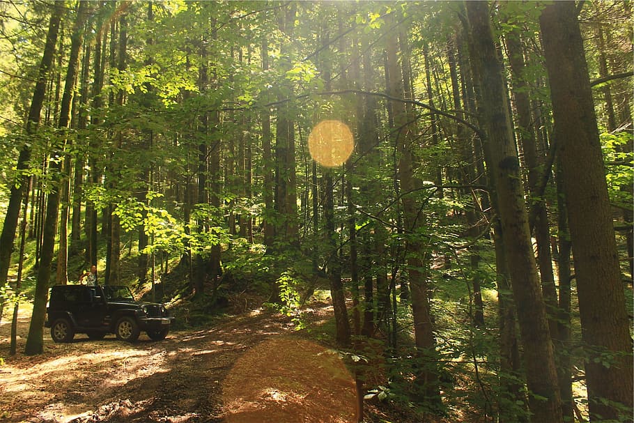 jeep, forest, woods, sun rays, sunshine, green, trees, nature HD wallpaper
