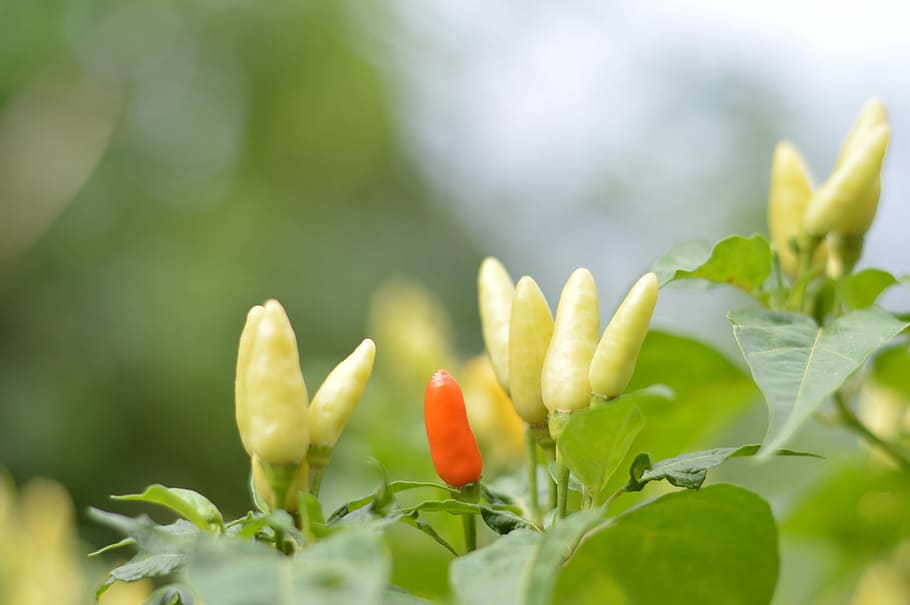 Chili, Fruit, Tree, Paper, Spice, fruit trees, vegetables, freshness HD wallpaper