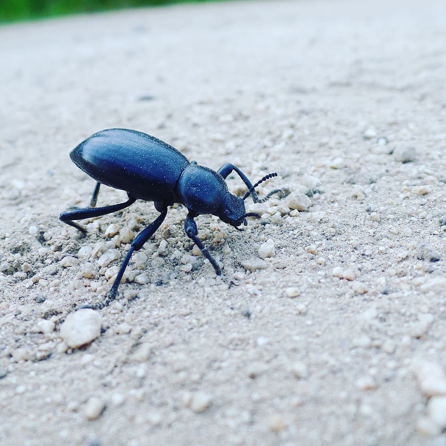nature, bug, beetle, dirt, spring, animal themes, one animal HD wallpaper