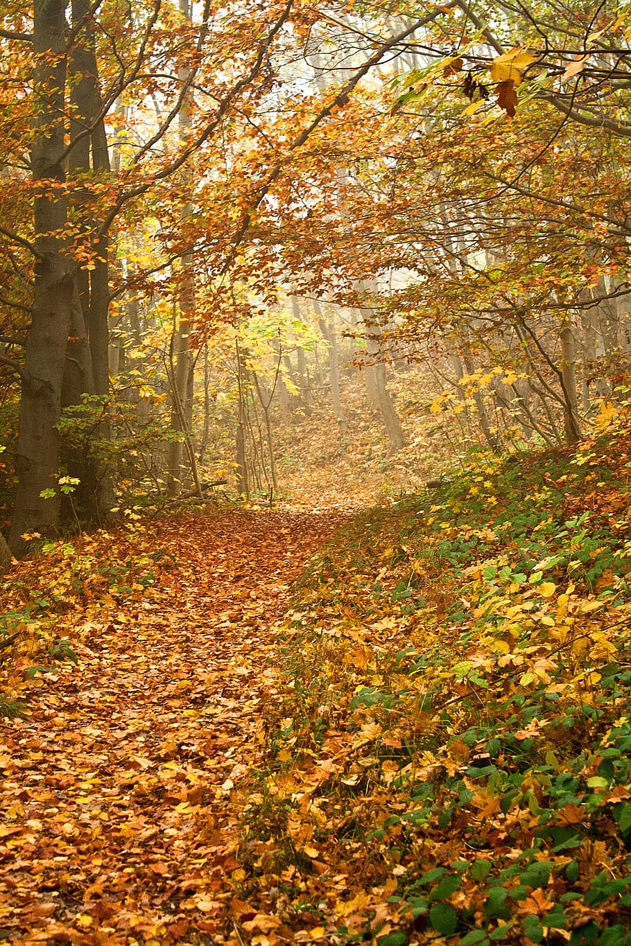 autumn leafed trees, dried leaves on ground, fall, forest, path HD wallpaper