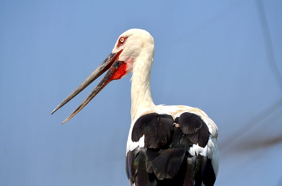 animals, bird, stork, wadding bird, exotic, long legs, long bill HD wallpaper