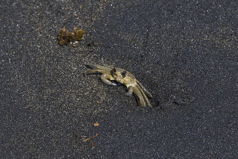 beach, sand, black, dark, crab, animal, sea, ocean, macro, animal themes HD wallpaper