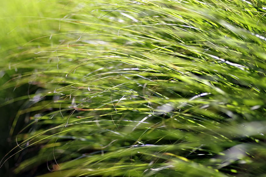 grass, fancy, vegetation, shrubs, decorative, green, garden HD wallpaper
