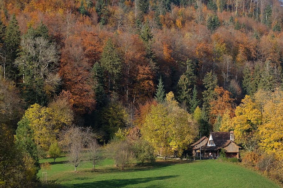 house surrounded by trees, cottage, cabin, valley, autumn, fall HD wallpaper