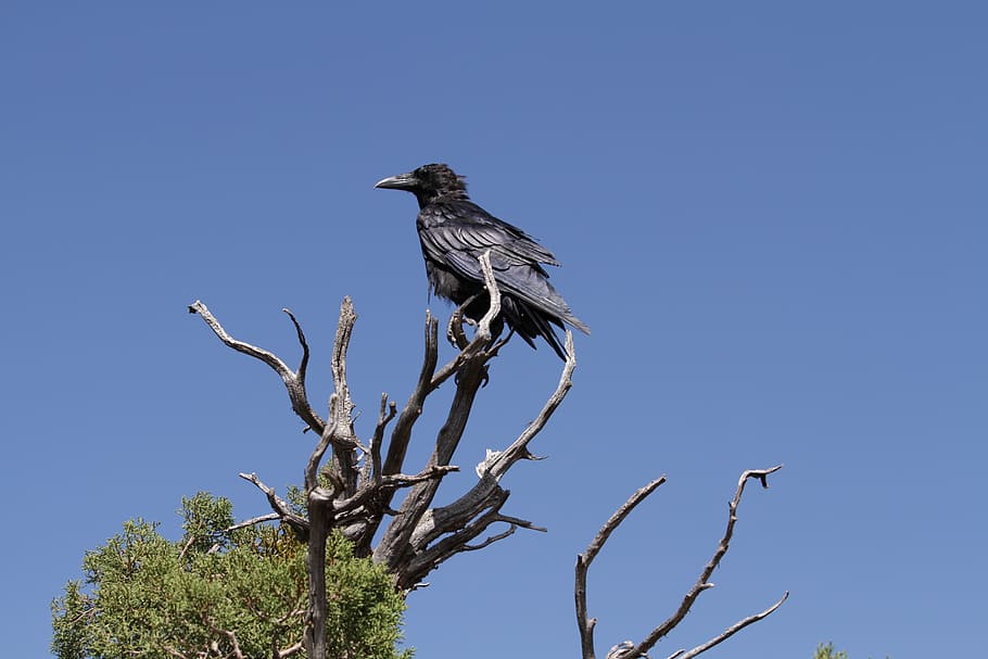 sky, high, bird, fly, wings, feather, wildlife, beak, dom, outdoor HD wallpaper