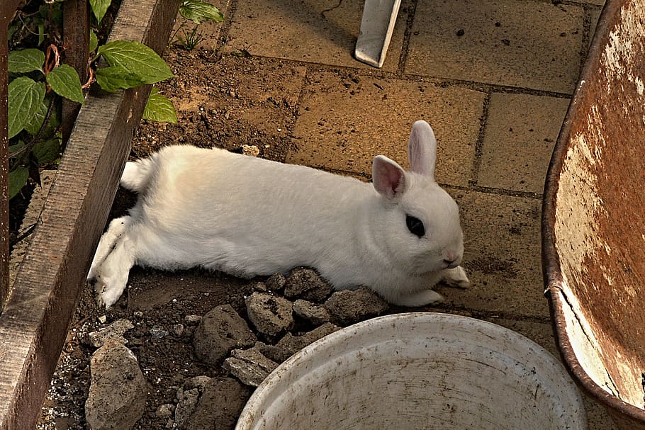 rabbit, stunted, white, lying, pet, lawn, bucket, paving, pergola HD wallpaper