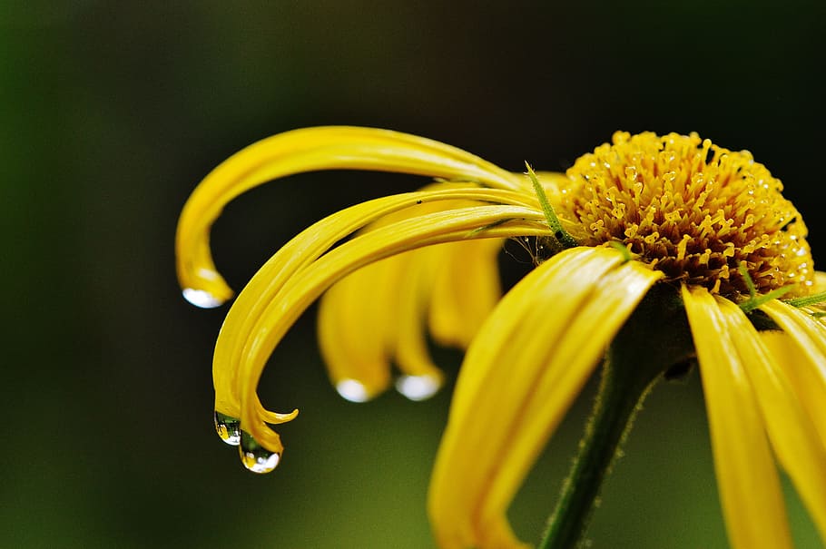 yellow Sunflower, spring, drip, raindrop, wet, close, yellow flower HD wallpaper