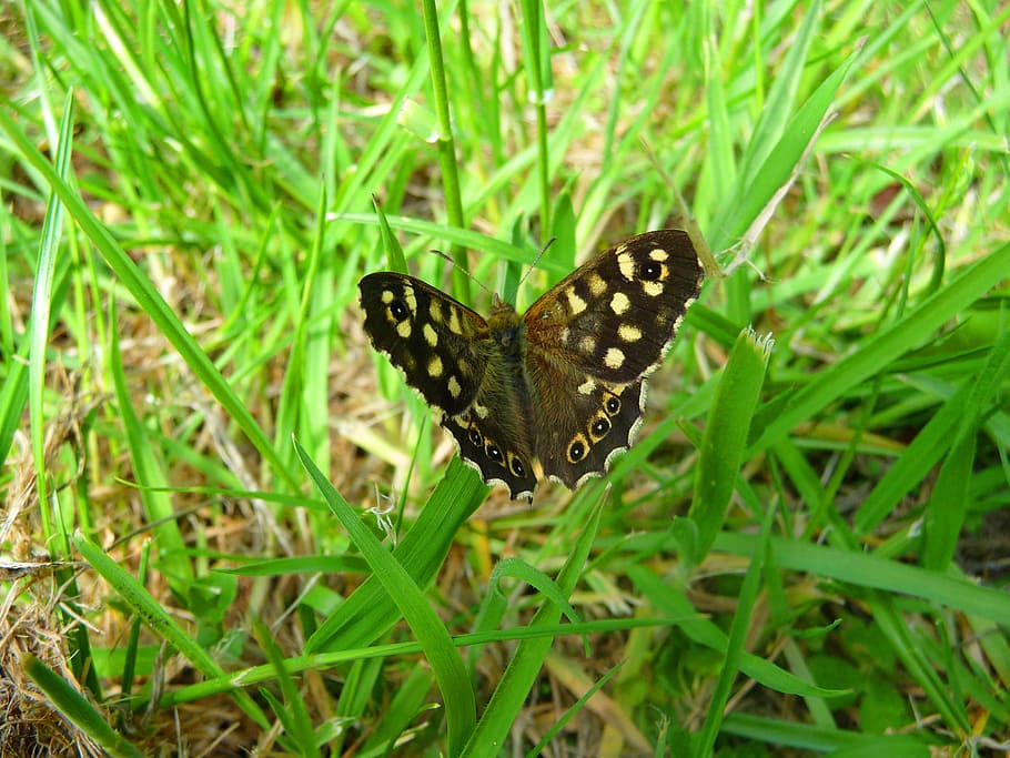 Butterfly, Bug, Green, Grass, Summer, insect, nature, macro HD wallpaper