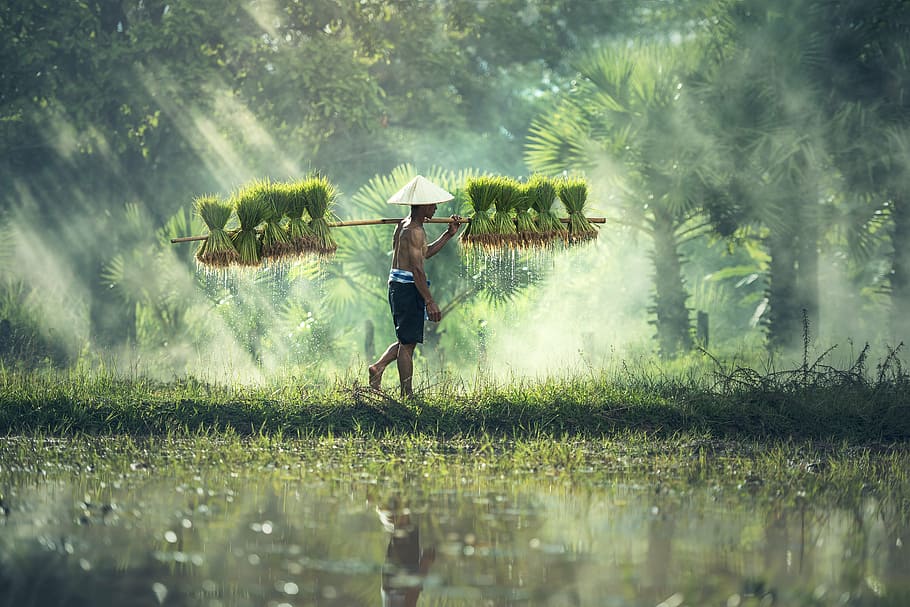 man carrying green plants during daytime, agriculture, asia, cambodia, HD wallpaper