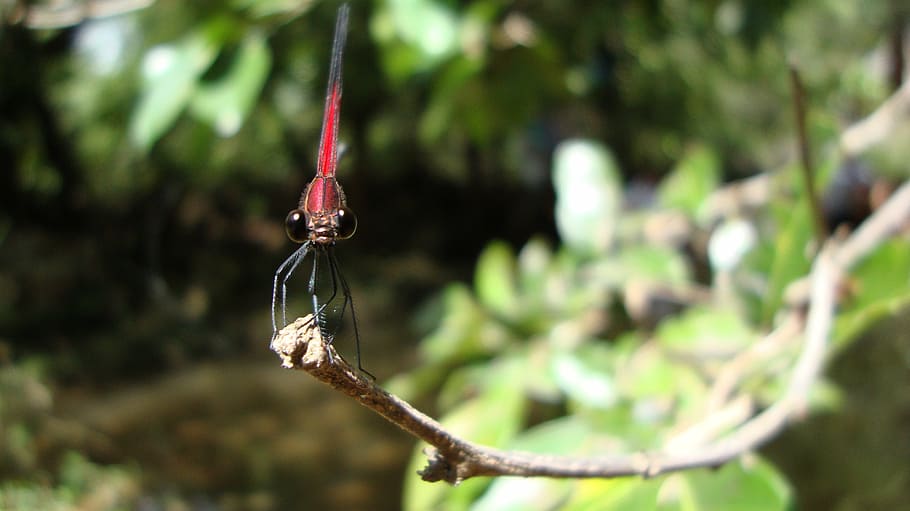 dragonfly, anisoptera, epiprocta, nature, tree, outdoors, branch HD wallpaper