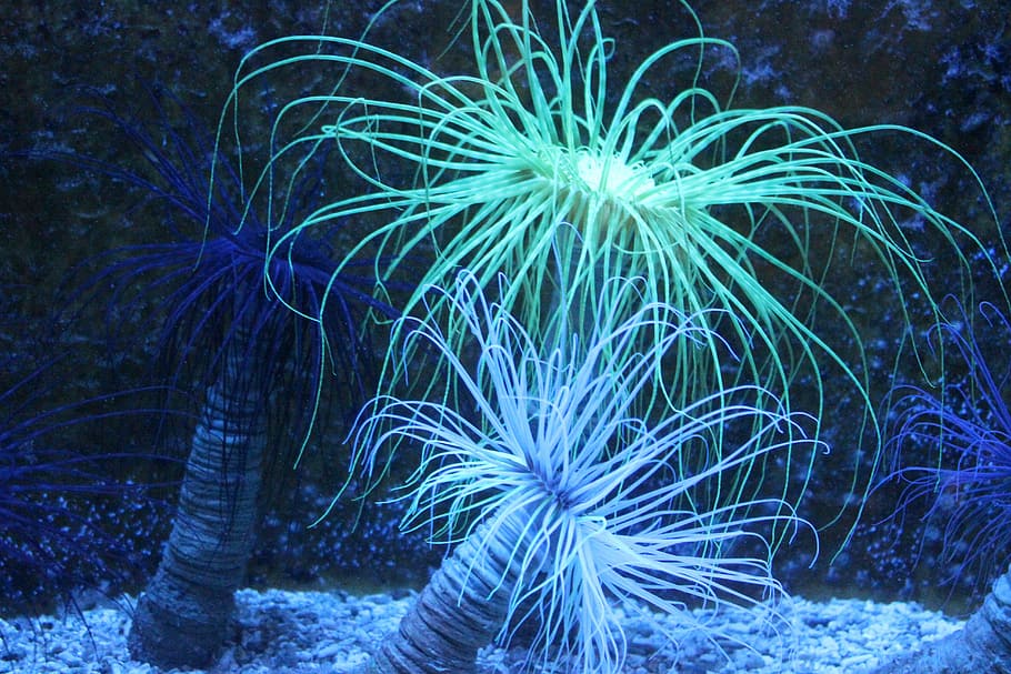 beautiful, white, nature, animals in the wild, underwater, sea life HD wallpaper
