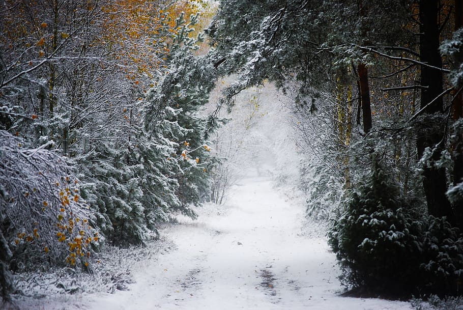 Winter, Forest, Poland, Snow, Fruit, white, nature, cold - Temperature HD wallpaper