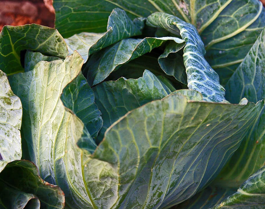 cabbage, head, vegetable, produce, food, leaves, green, leaf HD wallpaper
