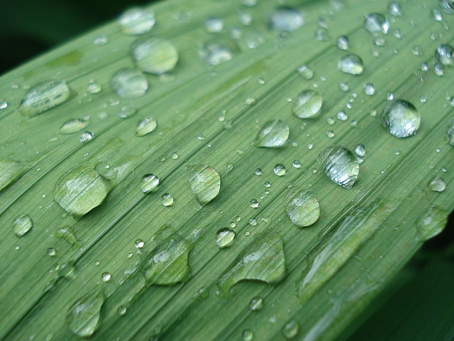 raindrop, leaf, nature, flower, wet, green color, water, close-up HD wallpaper