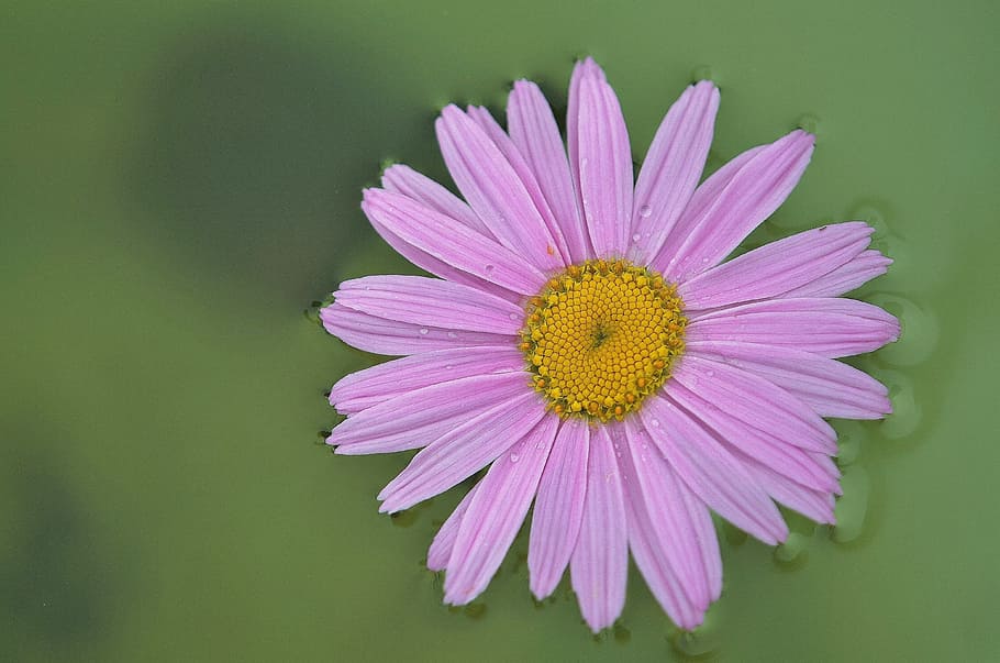 shallow focus photography of pink flower, Daisy, Plant, Garden, HD wallpaper