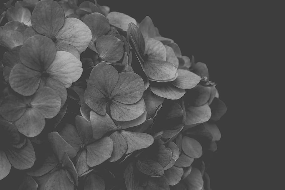 hydrangea, blackandwhite, flower, freshness, studio shot, close-up HD wallpaper