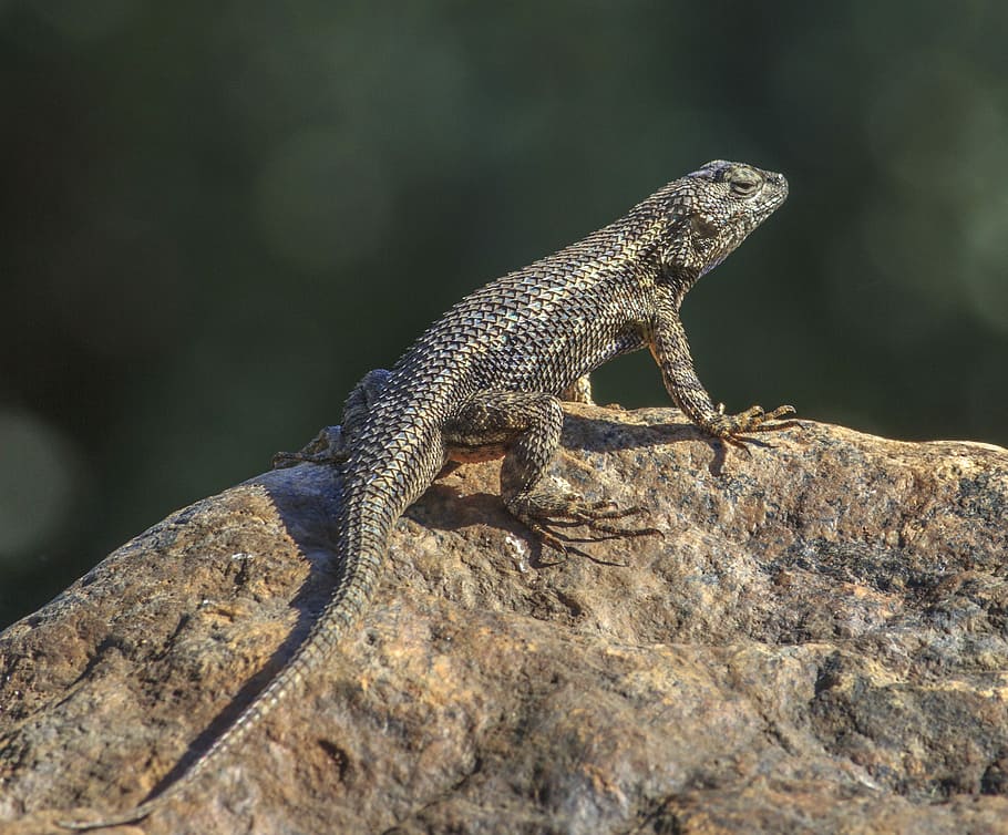 Lizard, Gecko, Reptile, Pet, Wildlife, crawling, reptilian HD wallpaper