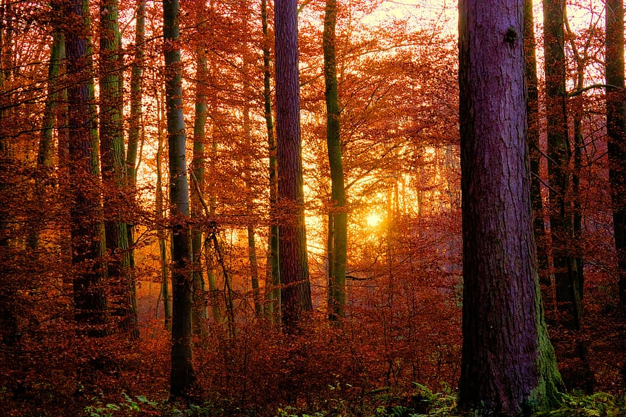 sun striking through bare trees, forest, sunset, abendstimmung HD wallpaper