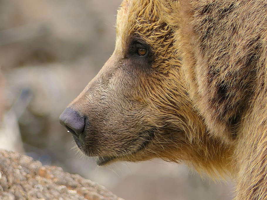 Will bear. Медвежьи млекопитающие. Морда медведя фото. Медведь носом вверх. Бурый медведь со светлой мордой.