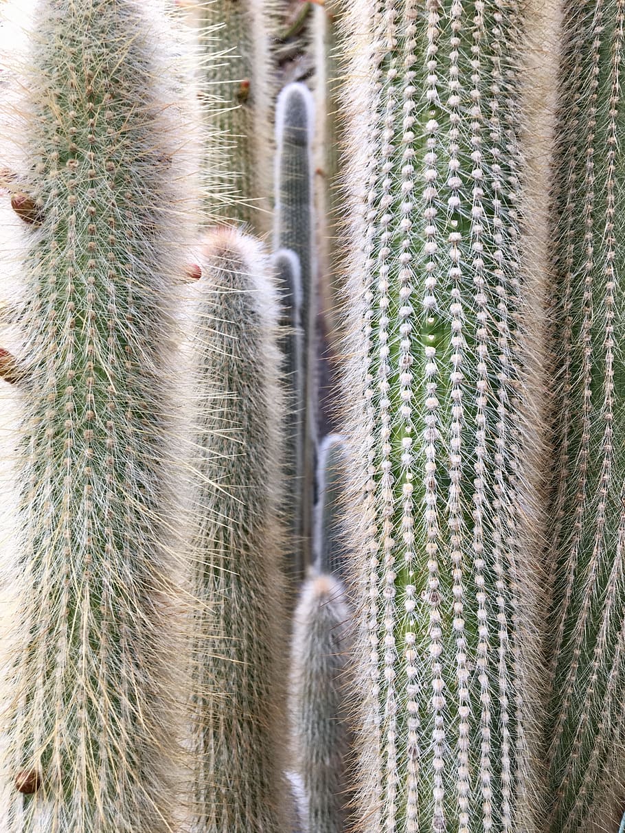 sharp, cactus, closeup, nature, texture, wallpaper, cacti, botanical gardens HD wallpaper