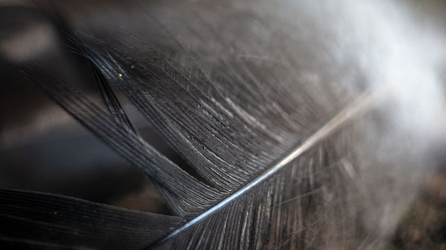 feather, macro, bird, close up, close-up, selective focus, no people HD wallpaper