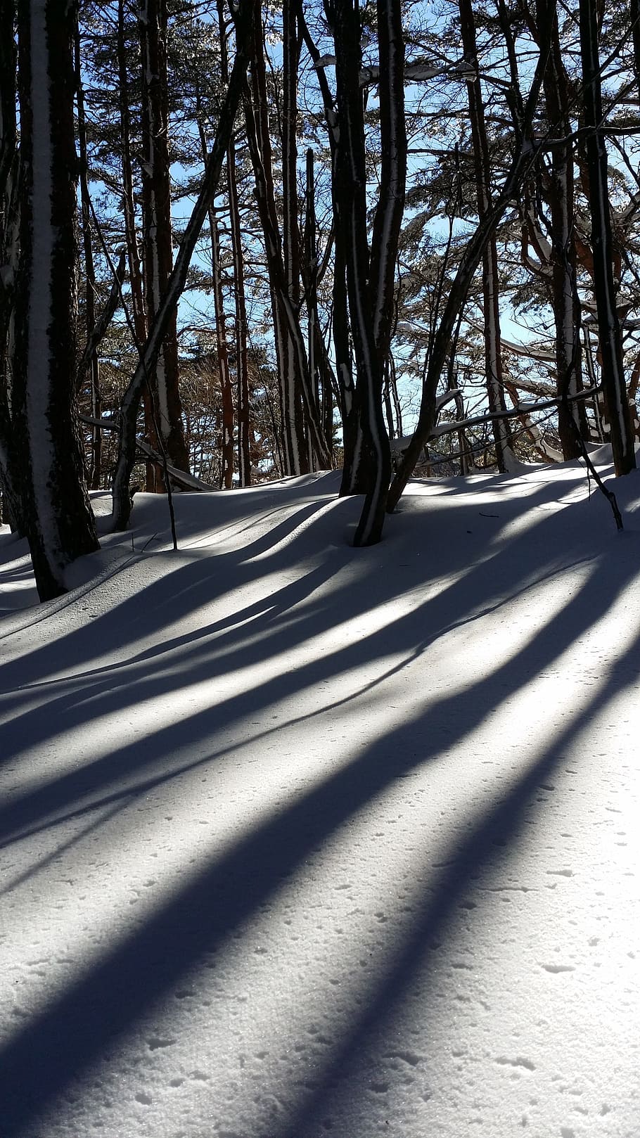 snow, shadow, wood, halla, last, climbing, snow mountain, winter mountain HD wallpaper