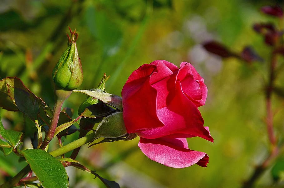 rose, flower, red, summer, plant, floral, green, bloom, leaf HD wallpaper