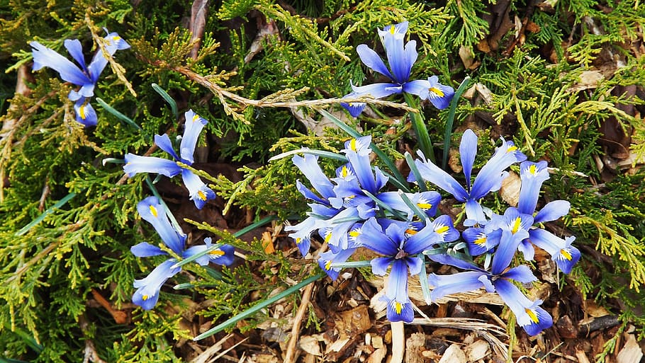 Flowers, Spring, Irises, Garden, Nature, purple, growth, day HD wallpaper