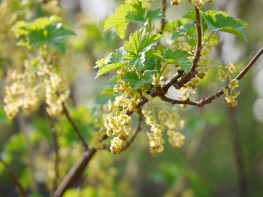 Flowering Currant, Blossom, bloom, branch, spring, green, bush HD wallpaper
