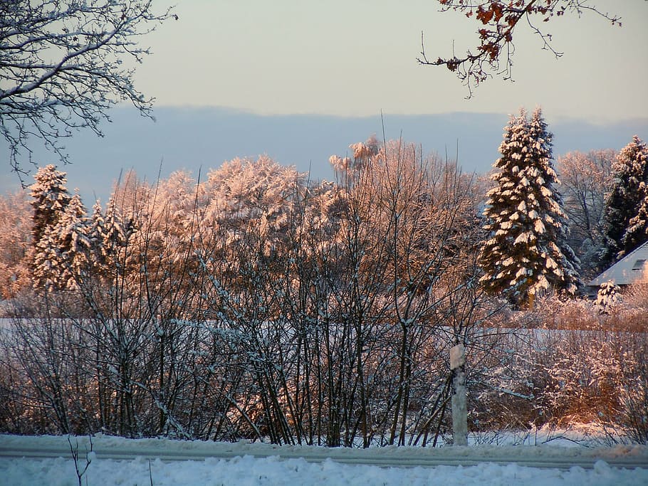 wintry, winter, winter mood, winter light, winter dream, tree HD wallpaper