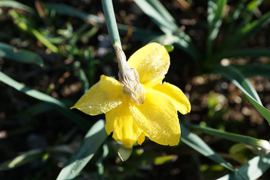 Daffodils, Flower, Yellow, Macro, Nature, green, spring, ice HD wallpaper