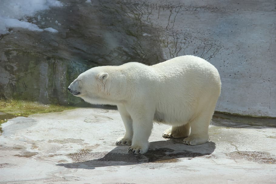 close-up photo of polar bear, white bear, zoo, summer, animal HD wallpaper