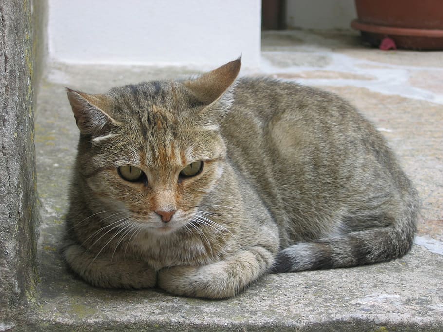 Cat, Pet, domestic cat, pets, one animal, domestic animals HD wallpaper